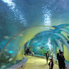 Utforska Ocean World Oceanarium And Education Center-leyu Acrylic Factory