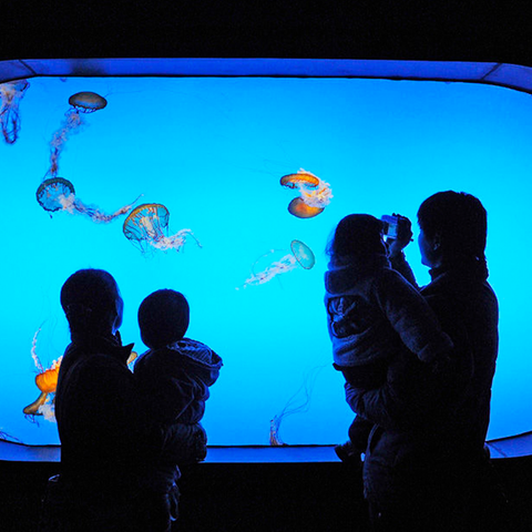 Aqualife Aquarium Leyu Acrylaquarium Fabrik Acrylaquarium - Leyu