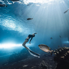 Veliki Ultra Clear Curved Oceanarium Aquarium Tank Akrilni stakleni tunel Tvornica akrilnih akvarija Leyu - Leyu 