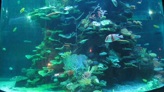 Akwarium abadanlaşdyryş sergisi 19- Le&yacute;u