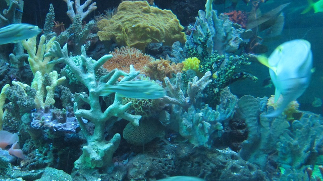 Akwarium abadanlaşdyryş sergisi 03-- Leyu