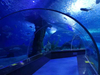 Oceanarium akrilni tunelski akvarij za podvodno restavracijo ali oceanski park - LEYU