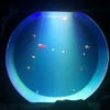 Jellyfish din zan iya samun jellyfish a cikin akwatin ruwa na - Leyu
