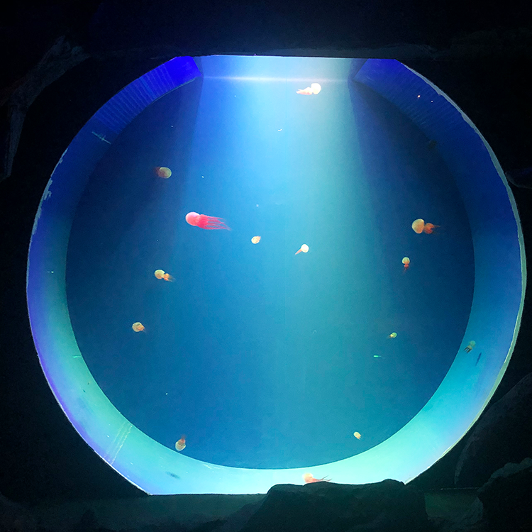 Jellyfish Aquarium Tank  discovery Freshwater Jellyfish Aquarium - leyu