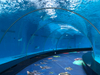 ልዩ የሆነ ቁሳቁስ አክሬሊክስ ሉህ ለ Aquariums በብጁ ቅርጽ