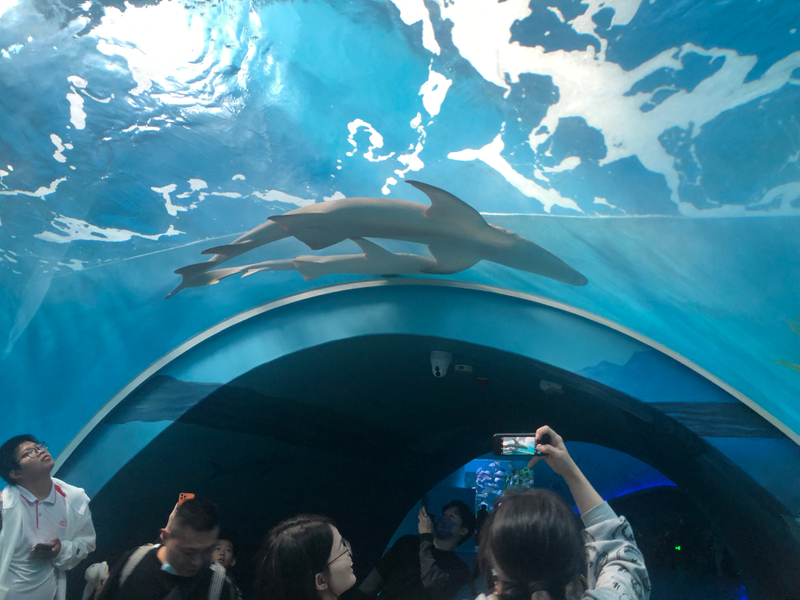 Acquario a tunnel realizzato dalla fabbrica acrilica Leyu - LEYU