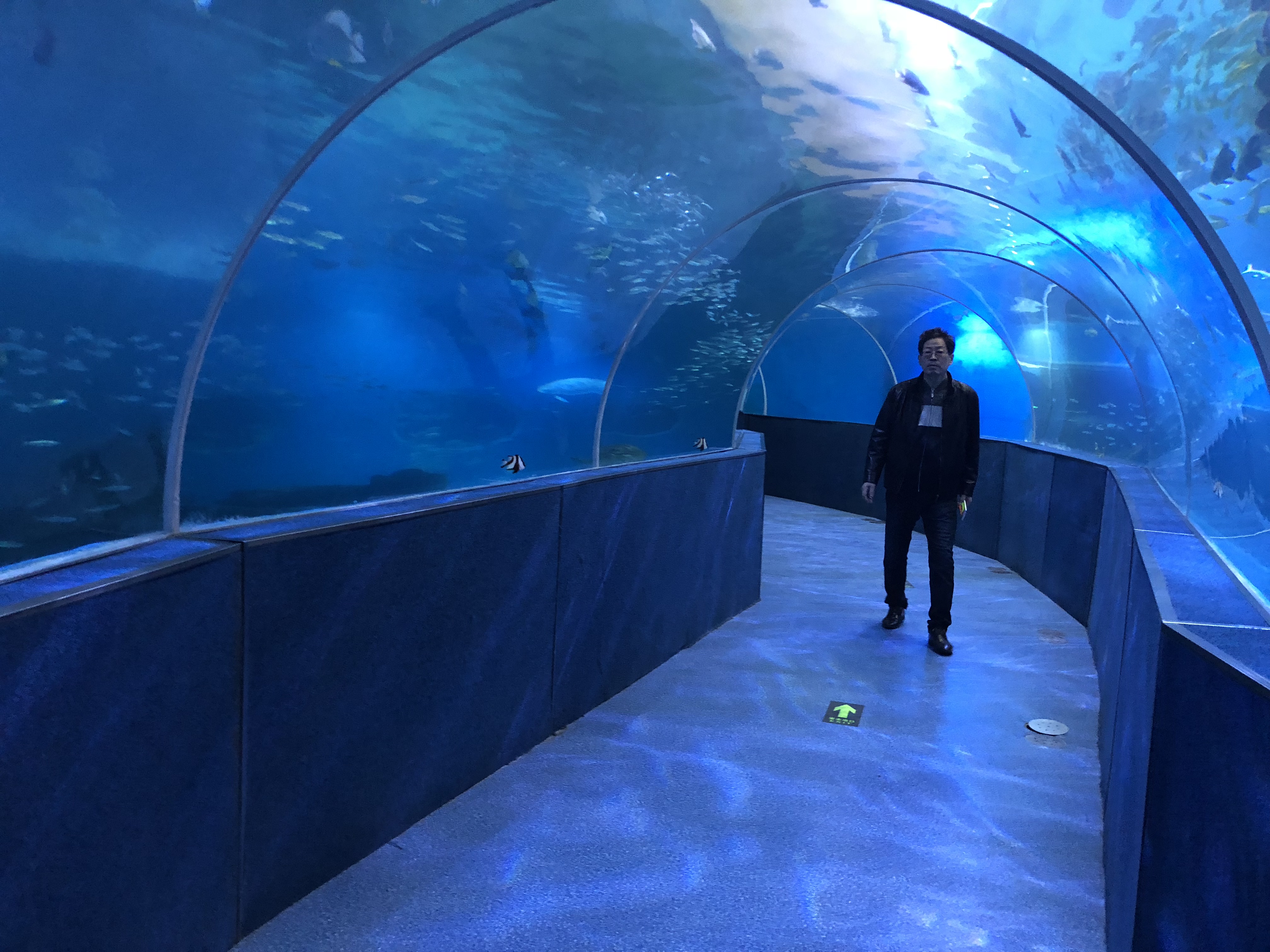 Acquari a tunnel acrilico importati di alta qualit&agrave;