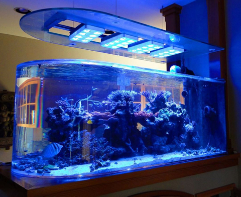 Bullet Aquarium Acrylic Factory berspesialisasi dalam produk khusus dengan umur simpan 20 tahun - LEYU