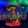 Jellyfish din zan iya samun jellyfish a cikin akwatin ruwa na - Leyu