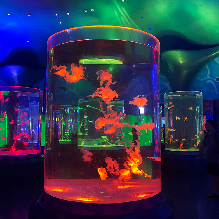 Jellyfish aquarium Can i have jellyfish in my aquarium - Leyu