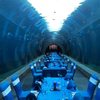 Oceanarium Underwater Shark Tunnel Aquariums in Ocean Park - Leyu Acrylic Sheet Products Factory