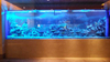 Mene ne mafi kyawun acrylic don gina acrylic aquarium na teku - Leyu Acrylic Sheet Products Factory