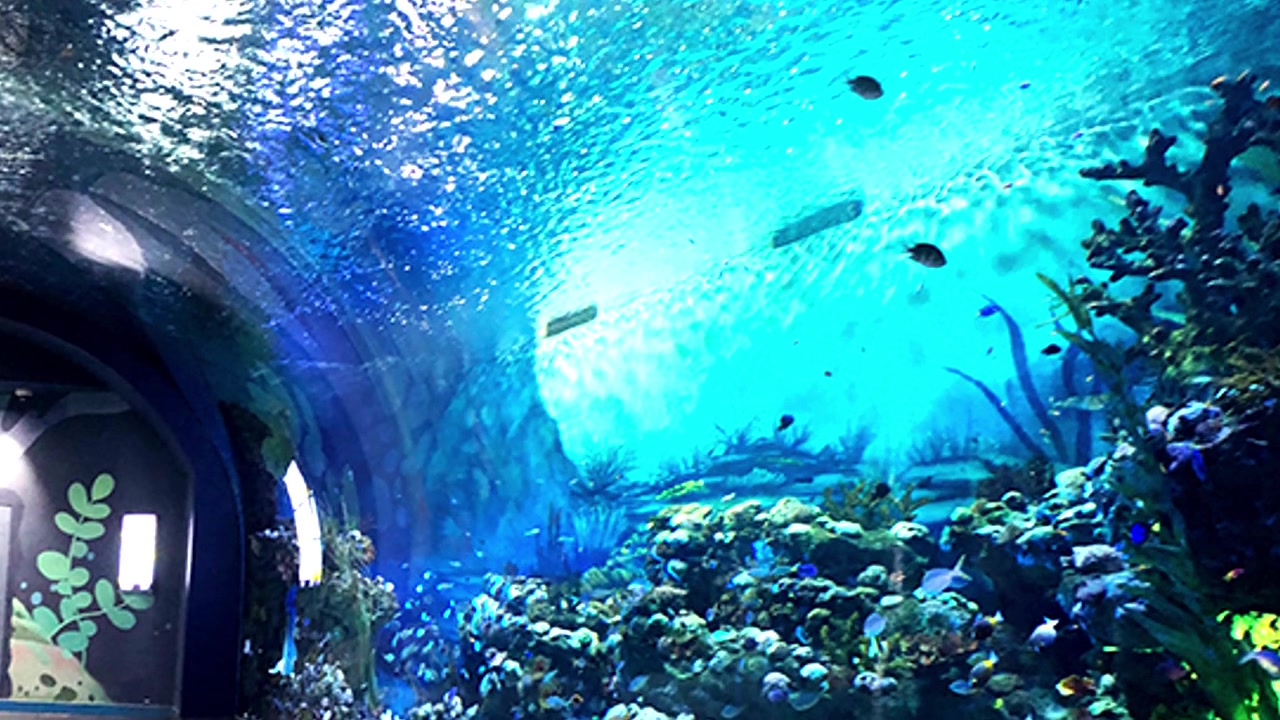 Leyu Acrylic Aquarium Factory sells acrylic sheets for aquarium with a maximum thickness of 800mm - Leyu