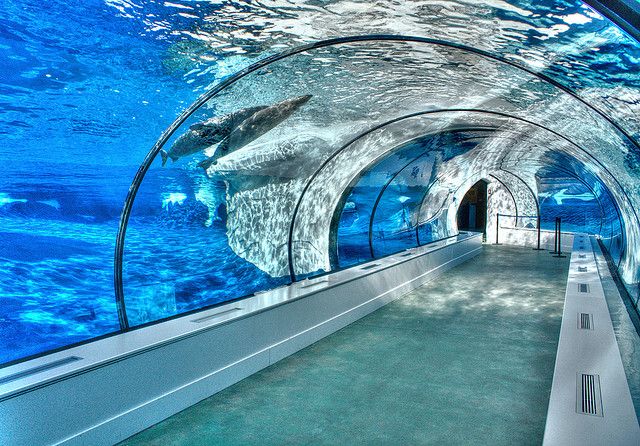 Ano ang underwater aquarium tunnel - LEYU